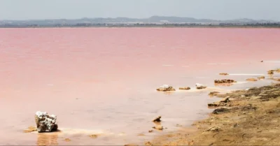 صورة للبحيرة الوردية