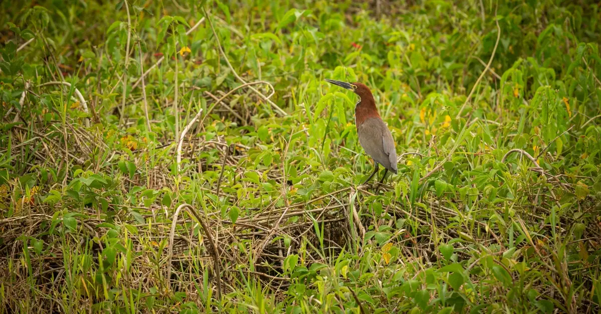 طائر يقف بين الأعشاب الكثيفة