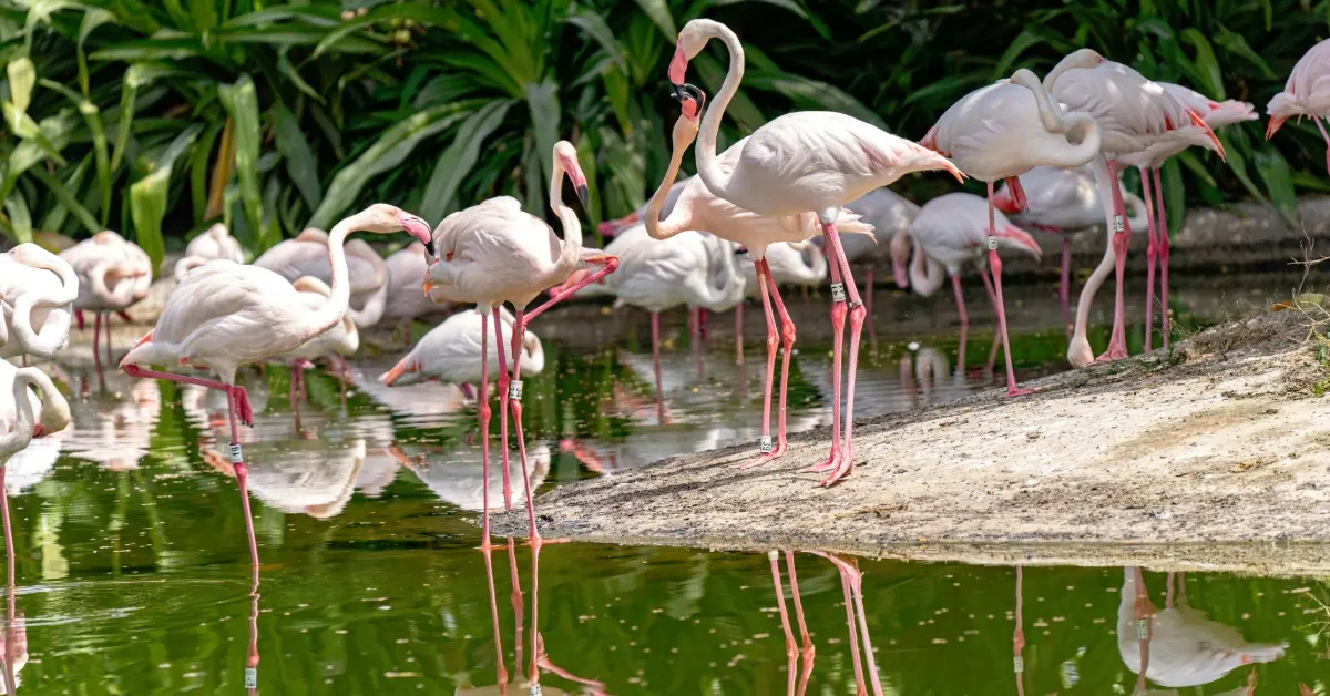 طيور الفلامنغو في محمية الوثبة