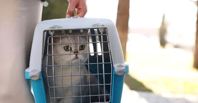Cat in pet carrier ready for transfer