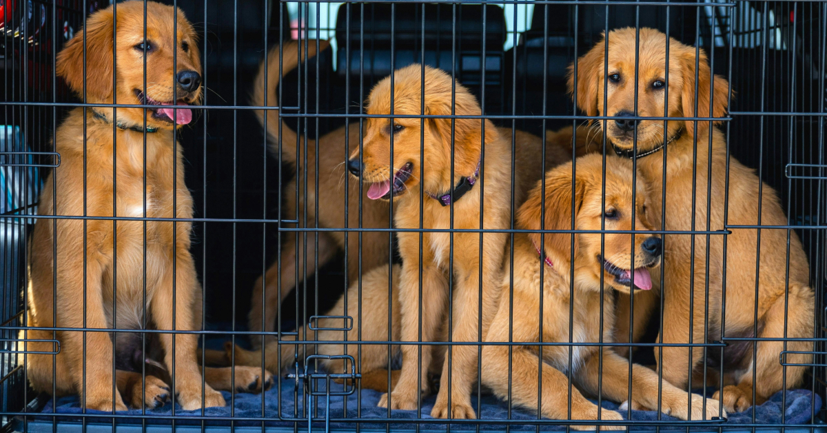 Dogs inside pet carrier