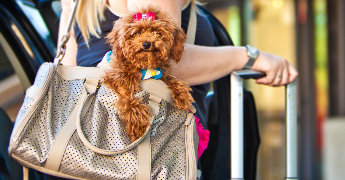 Woman carrying poodle in bag ahead of travel