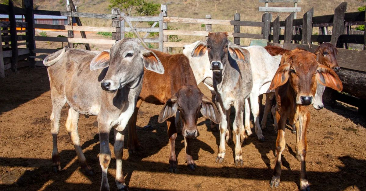 Cattle market in Dubai that performs qurbani services
