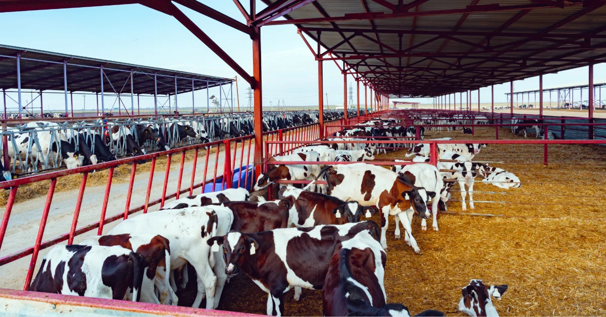 Qurbani selection at Dubai Municipality abattoir