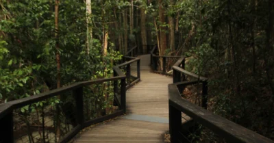 nature conservation and mangrove area