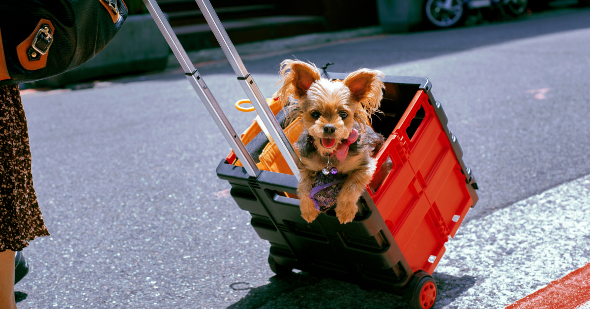 Pet carried in the plastic basket