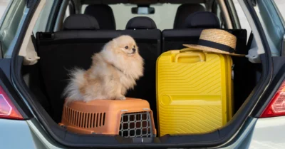 plastic pet carrier and yellow suitcase 