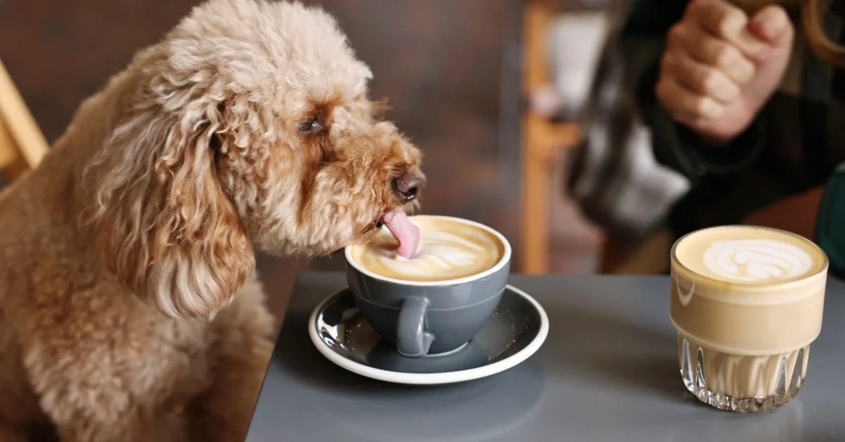 A cute poodle tasting cappuccino