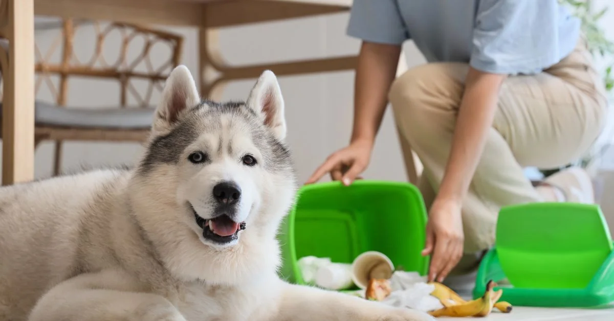 A husky causing chaos and posing for the camera