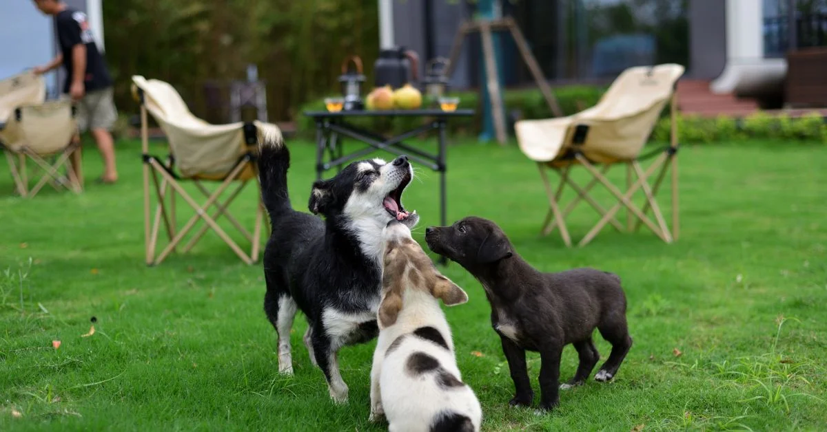 A group of small dogs playing around in a cafeteria area