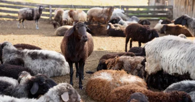 سوق المواشي ابوظبي