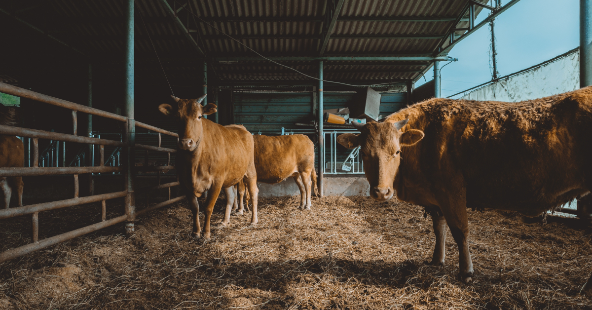 صورة توضح أنواع الأضاحي في سوق الشارقة للمواشي