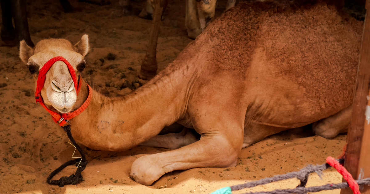 صورة توضح محلات الإبل في سوق الشارقة للمواشي