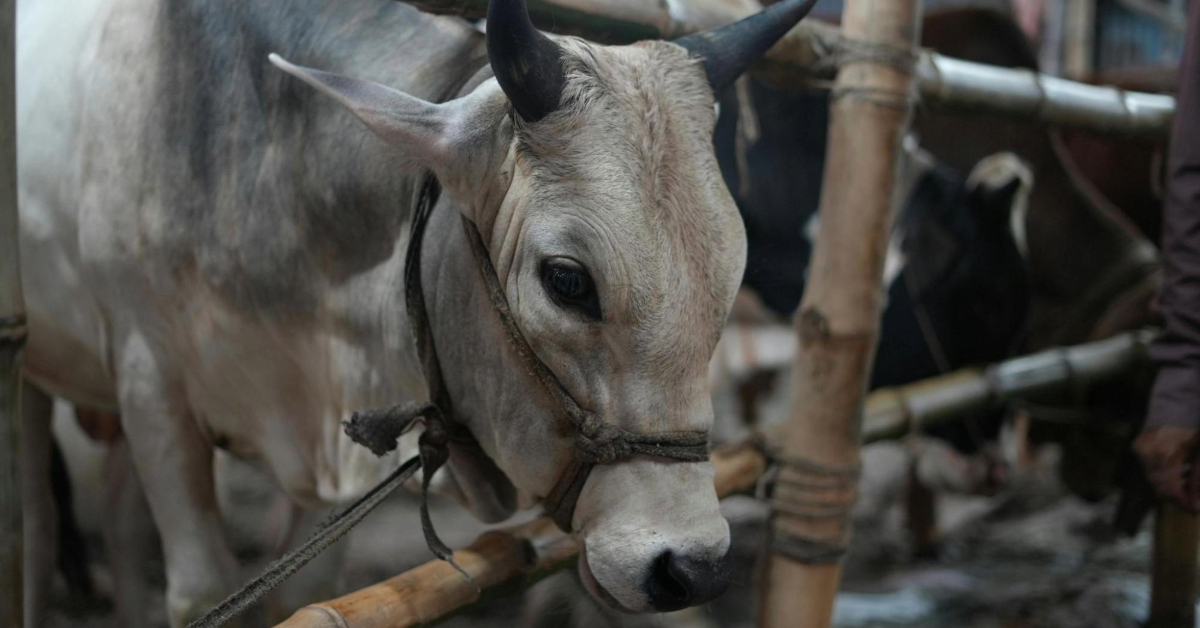 A cattle in a livestock market