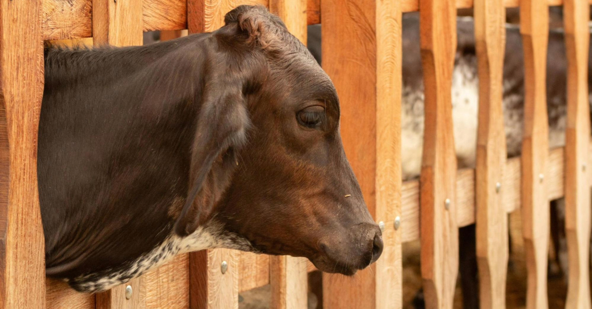 A Cow Behind A Fence