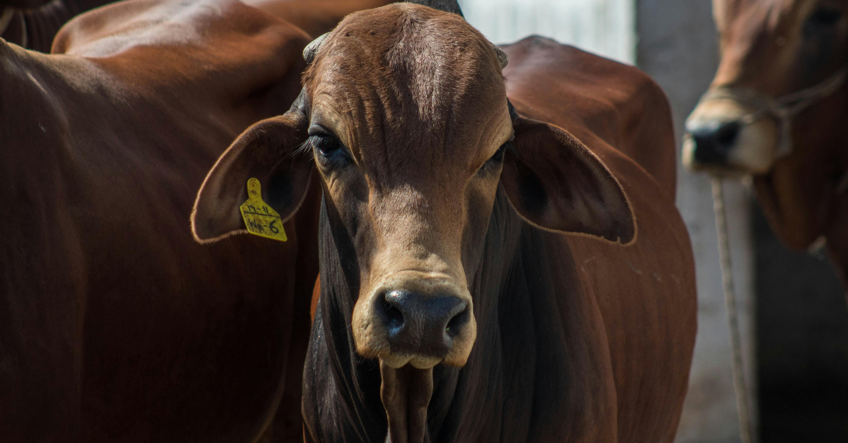 صورة توضح خدمات الذبح في سوق المواشي في أبوظبي