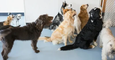 Diverse dogs waiting patiently at a doggie daycare