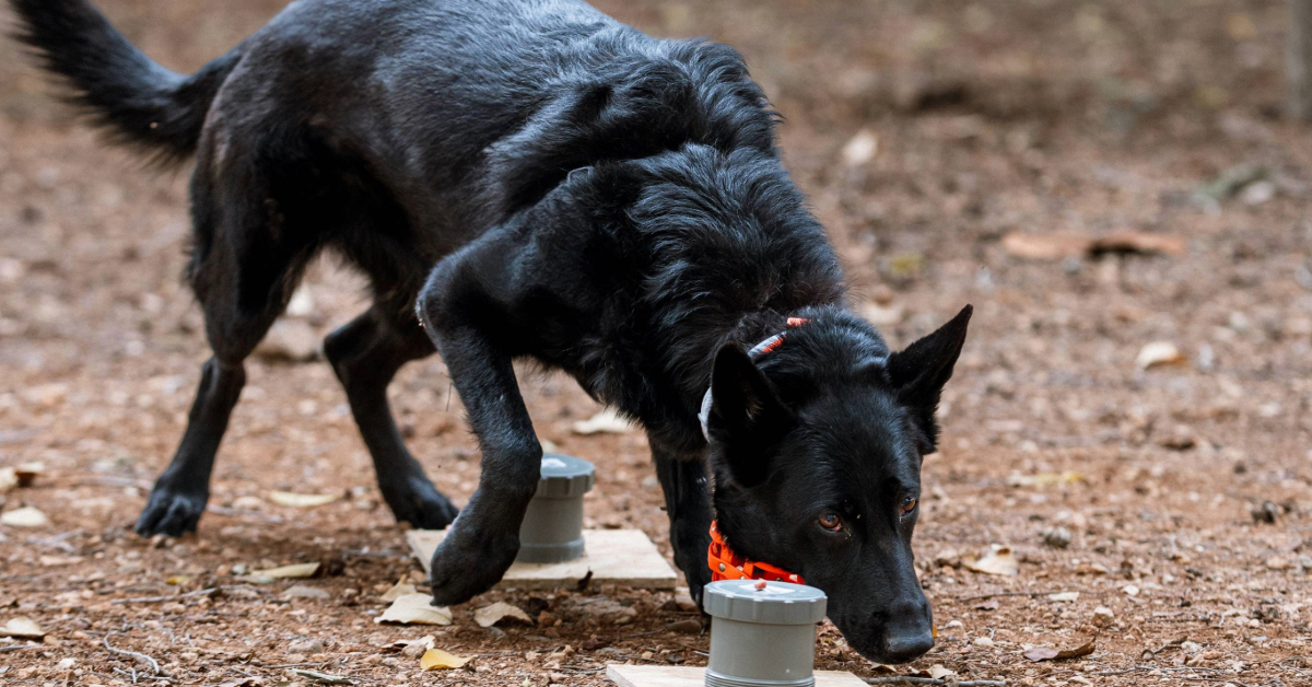 Dog sniggs training apparatus in the park