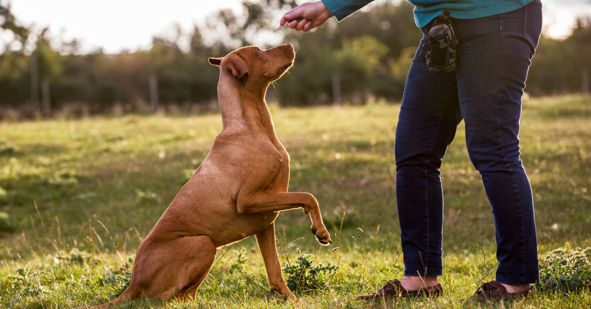 Dog training with owner outdoors