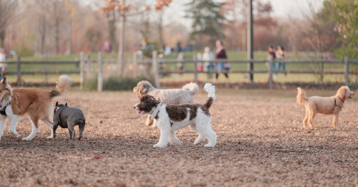 Dogs at dog park