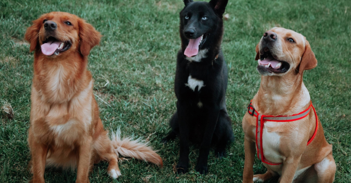 Dogs sitting during training&nbsp;