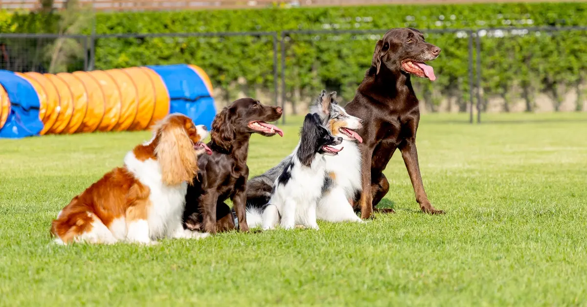 Dogs stand in a line formation on a grass field