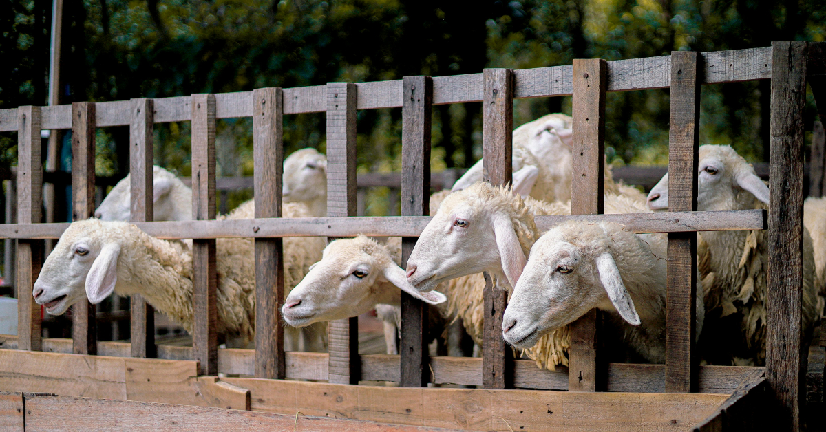صورة توضح سوق المواشي أبوظبي