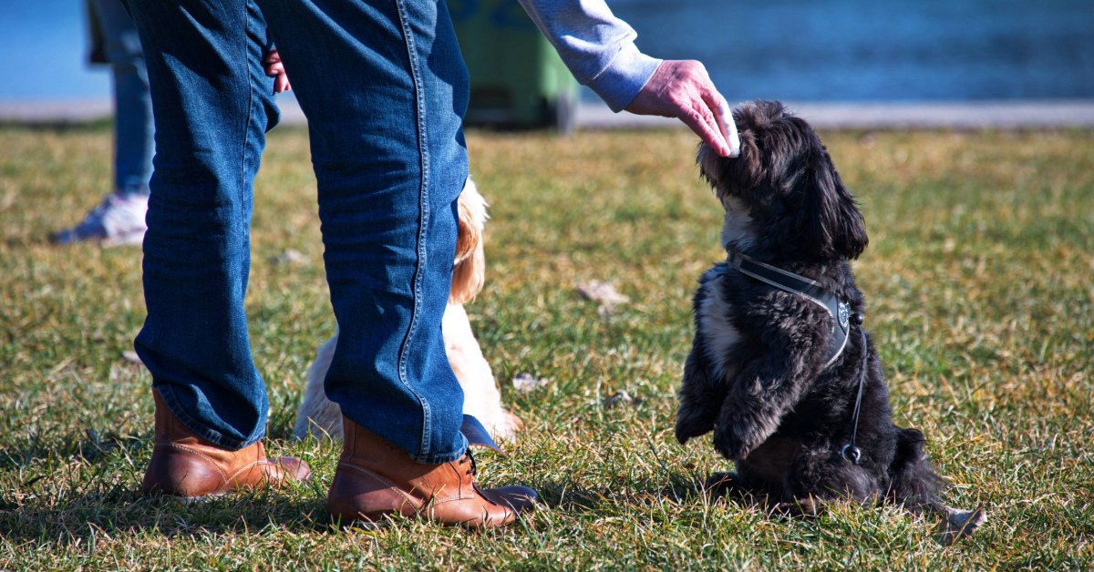 Man training a dog in a park