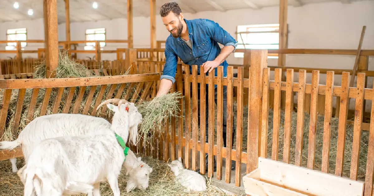 Cattle in Sharjah Livestock Market