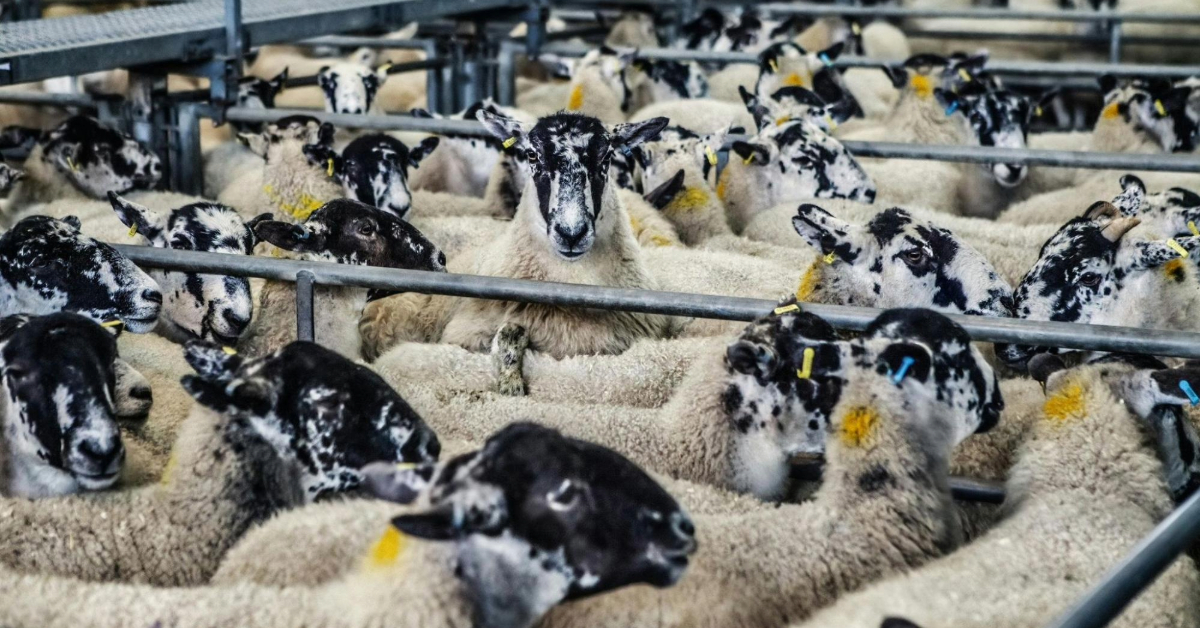 Sheep at a livestock market