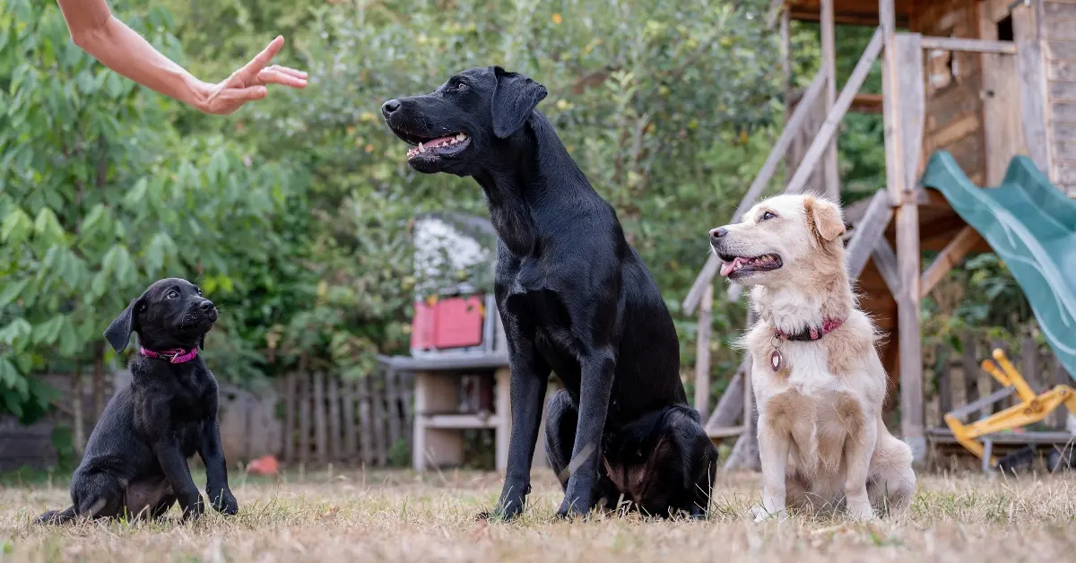Three dogs posing near a play structure