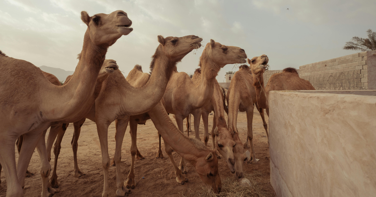 camel market in Abu Dhabi