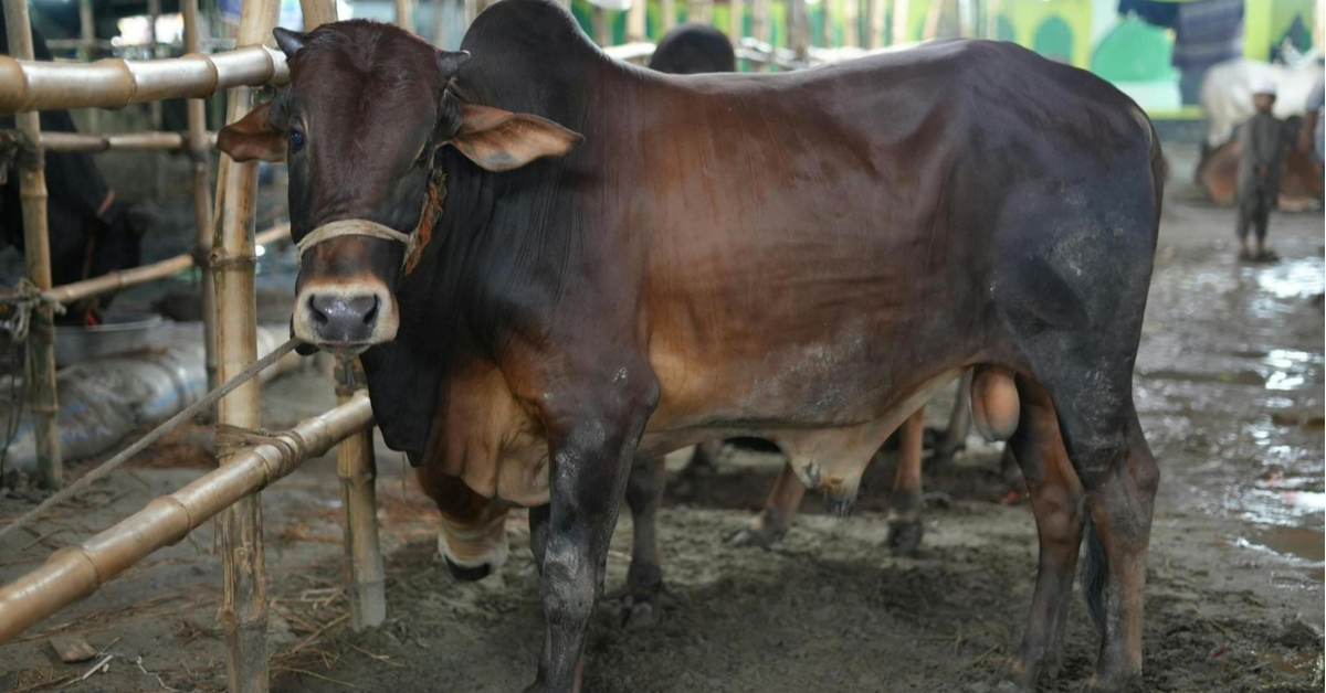 cattle market in Abu Dhabi