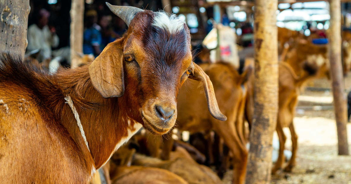 صورة توضح أنواع الماشية والأضحية من سوق المواشي أبوظبي
