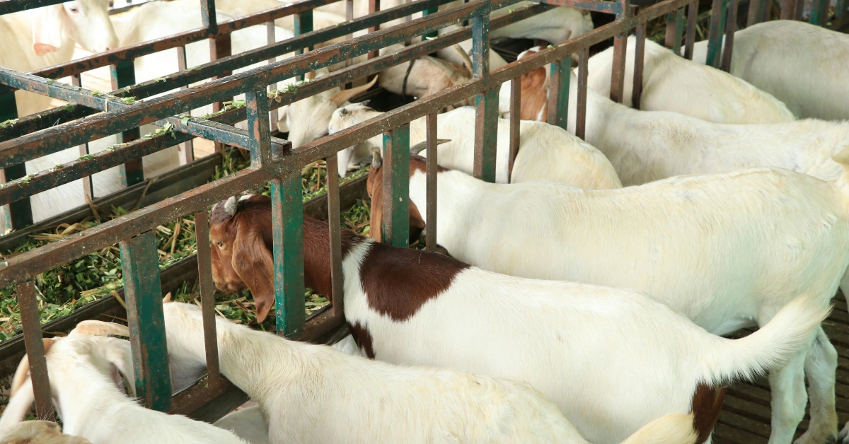 صورة توضح سوق المواشي في الشارقة