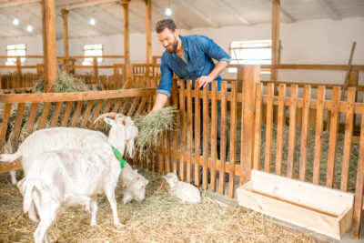Sharjah Livestock Market