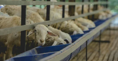 سوق الشارقة للمواشي