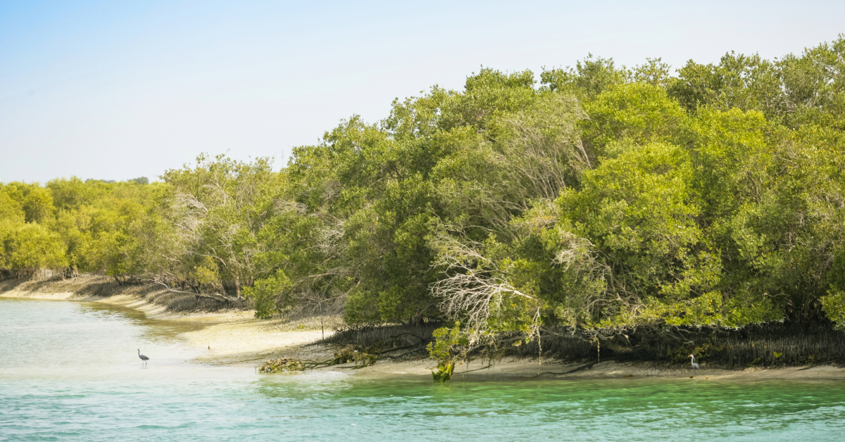 Abu Dhabi Mangroves