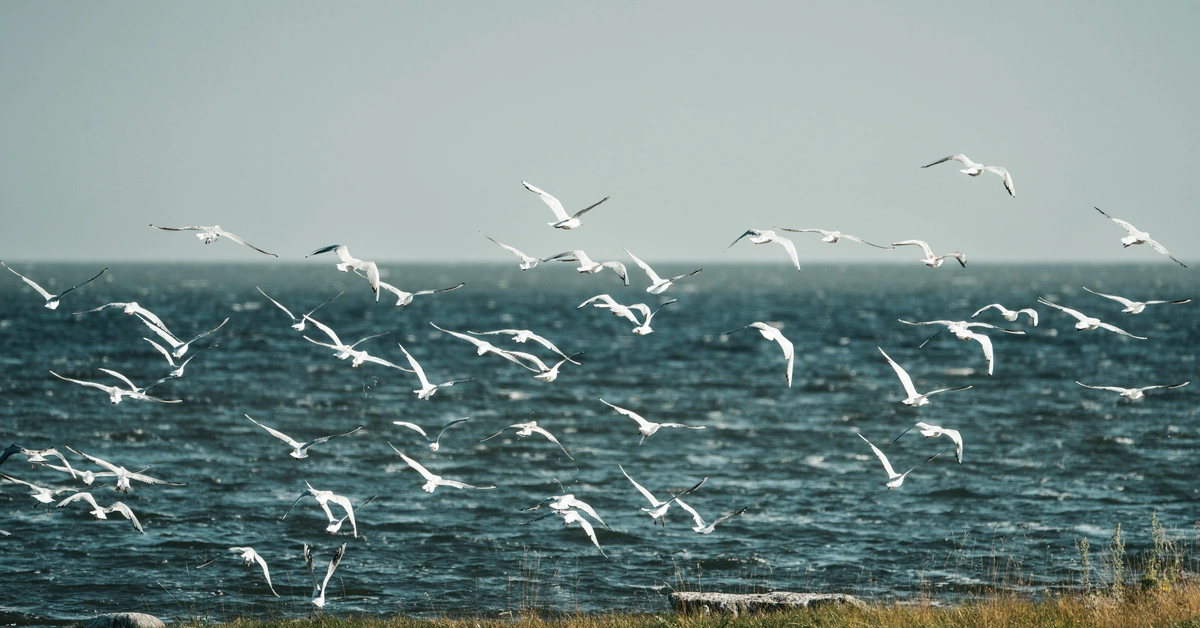 Birdwatching near the Cove Beach