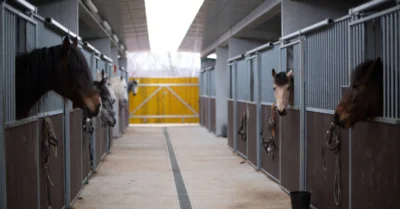 Horse stable from equitation sport riding school