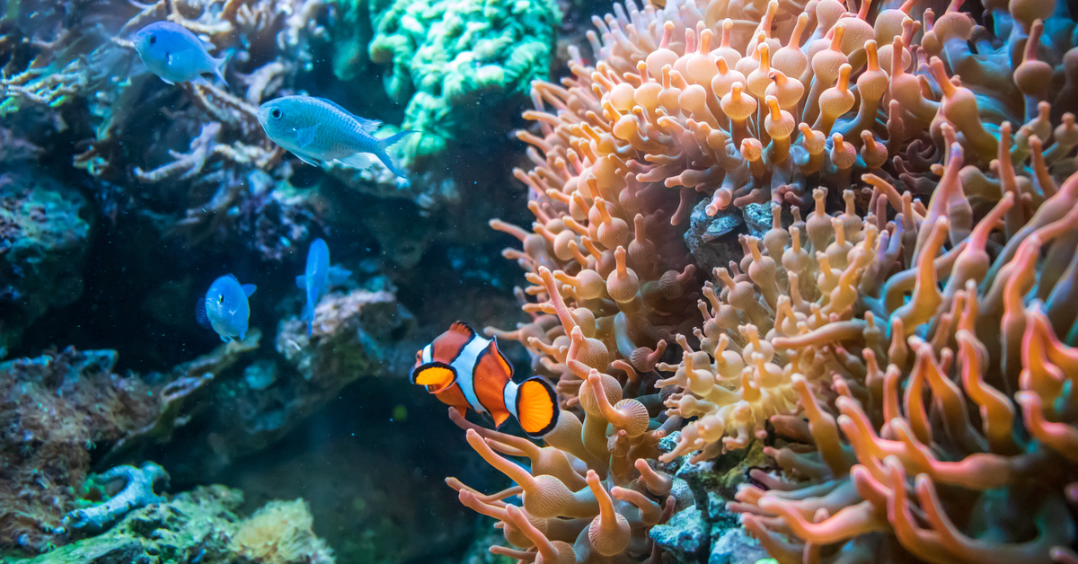 Corals and tropical fish underwater sea life