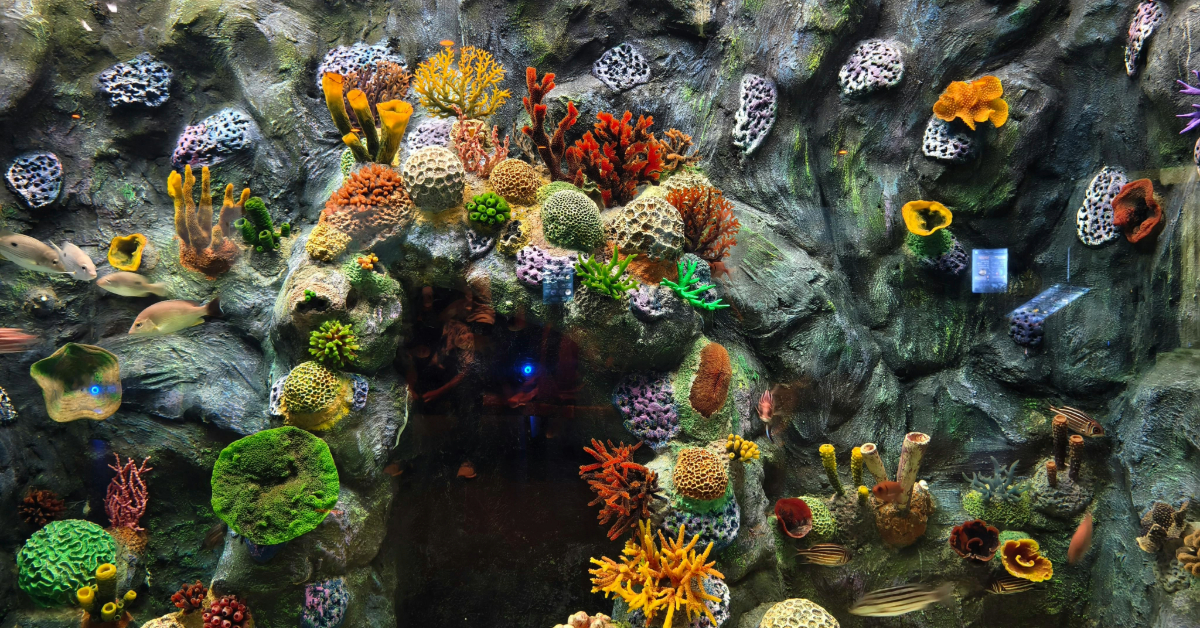 colourful fish and coral