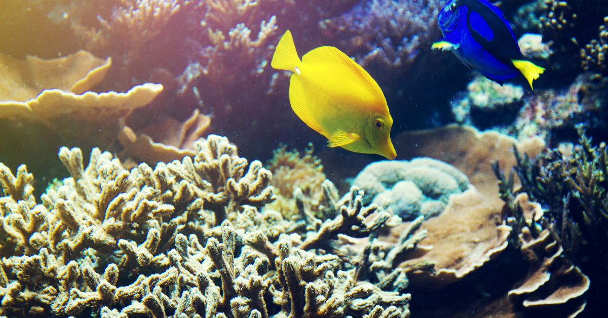 Snorkeling in UAE