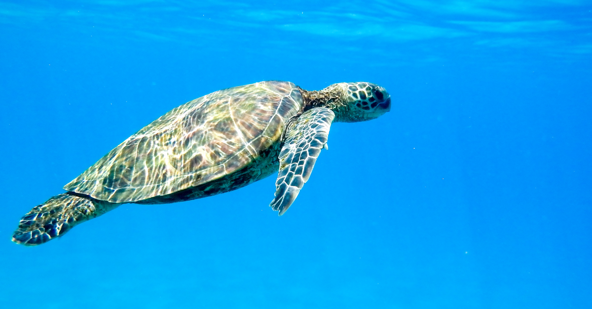 A sea turtle swimming