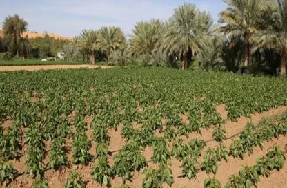 مزرعة - استوديو للبيع في الباهية - أبوظبي