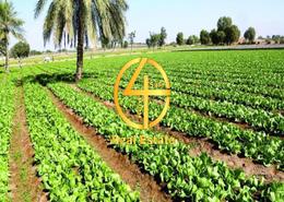 Farm for sale in Al Rawdah Al Sharqiyah - Al Ain