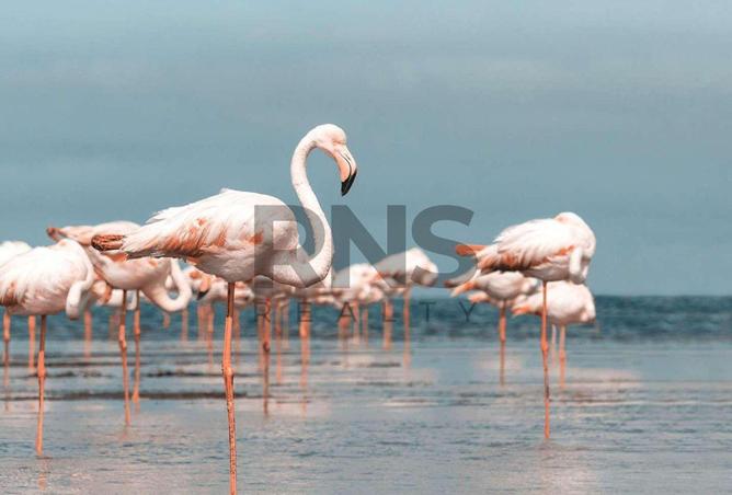 15605676 - صورة العقار 3