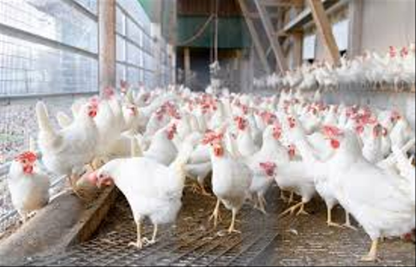 Poultry Farm I Chicken Farm For Sale I UAE ref ER Poultry Farm