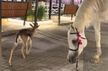 مزرعة - استوديو للبيع في ابراج الديوان - النخيل 2 - النخيل - عجمان