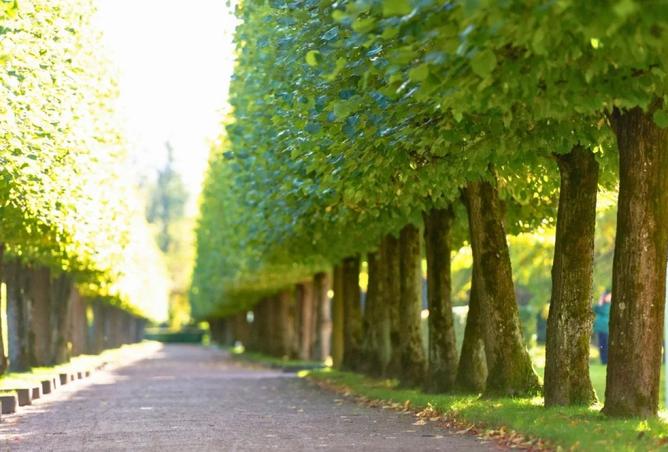 15681157 - صورة العقار 2